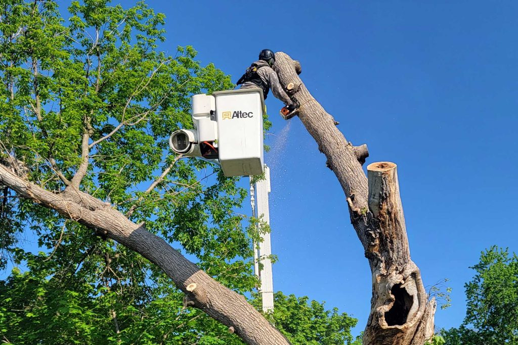 Worker trimming tree with chainsaw from bucket lift