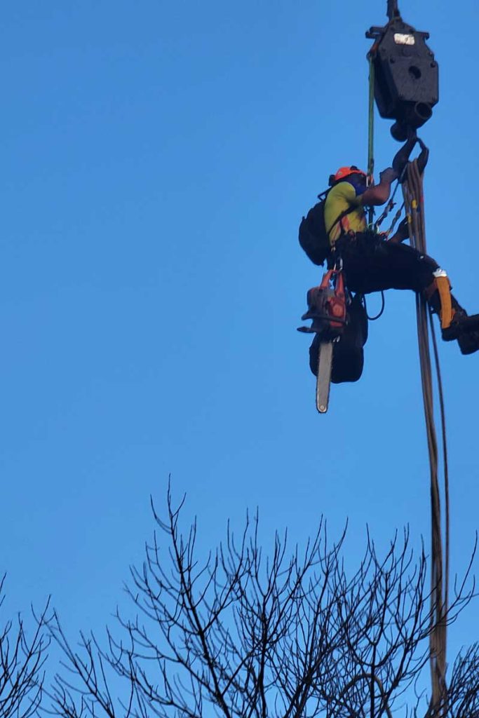 Arborist suspended by crane trimming tree with chainsaw