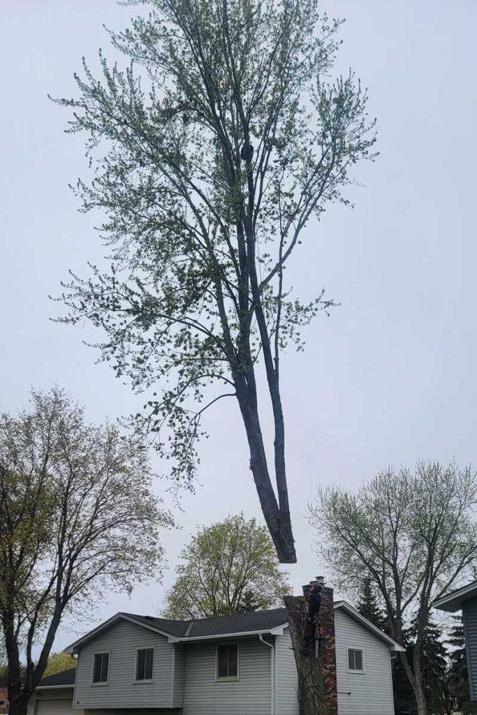 Large tree trunk suspended above suburban house roof