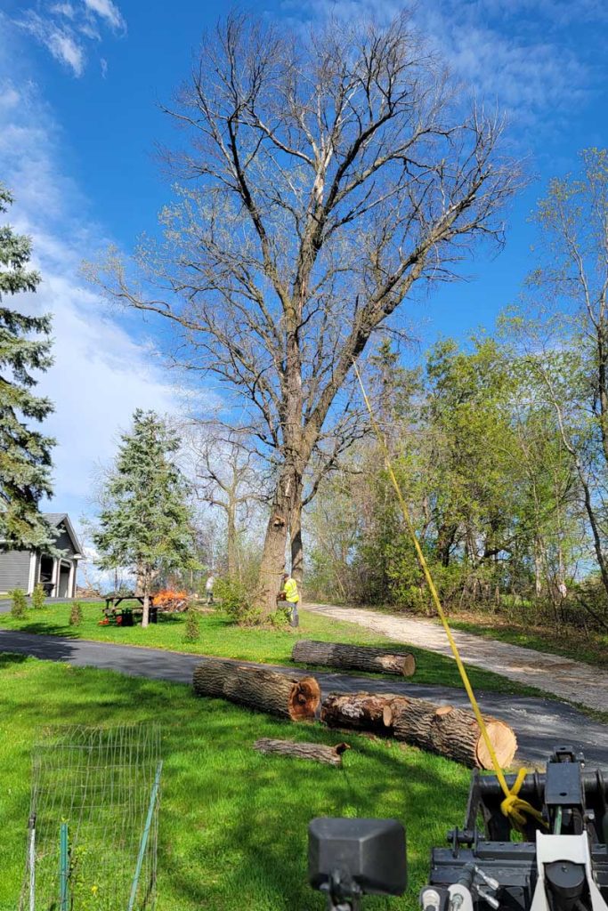 Worker cutting down large tree in yard