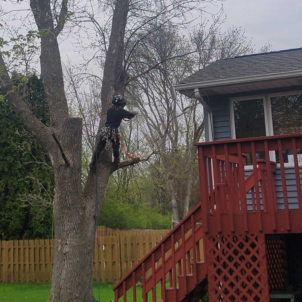 Arborist trimming tree branches beside house deck