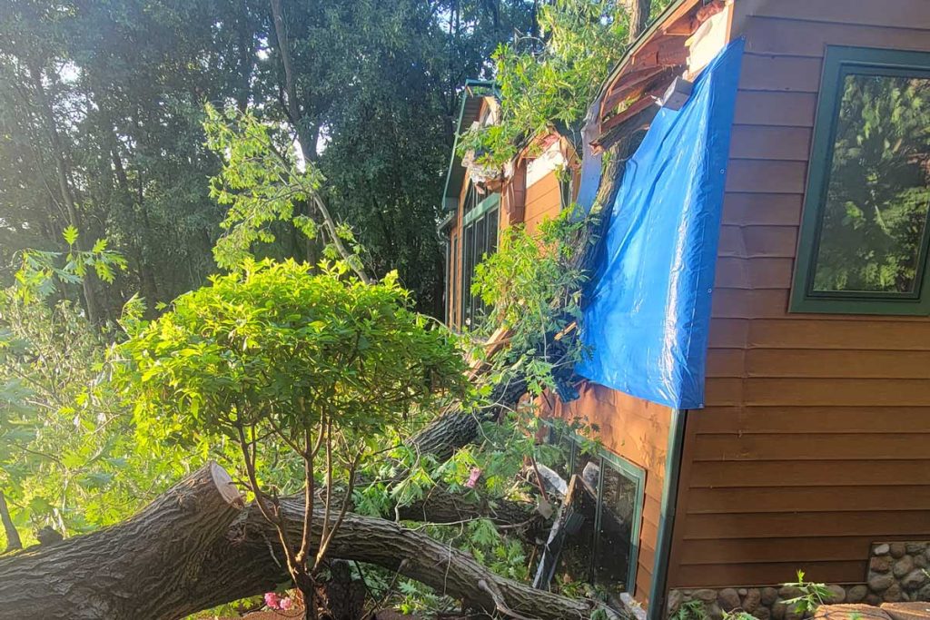 Fallen tree damaging house with blue tarp covering