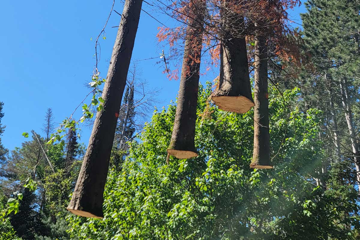 Cut tree trunks suspended in forest against blue sky